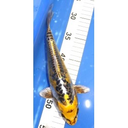 Ki Kikokuryu 25-30 cm