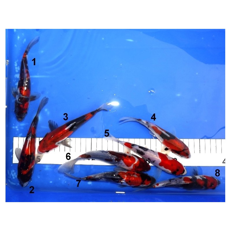 Tosaï : Doitsu Showa n°1-8 éleveur Shinoda