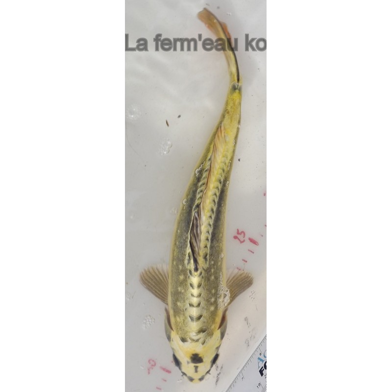 kin kikokuryu 30-35 cm