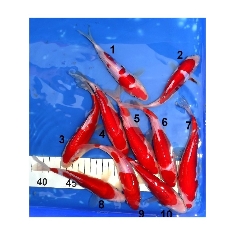 Tosaï : Doitsu Kohaku n°1-10 éleveur Shinoda