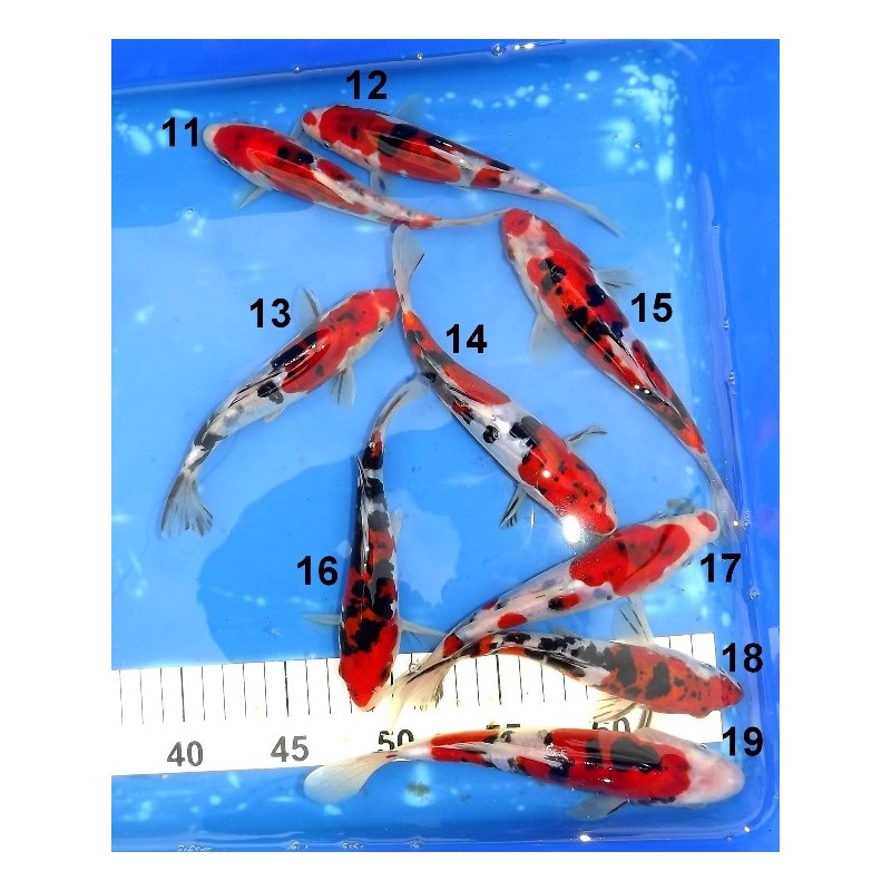 Tosaï : Doitsu Sanke n°11-19 éleveur Shinoda