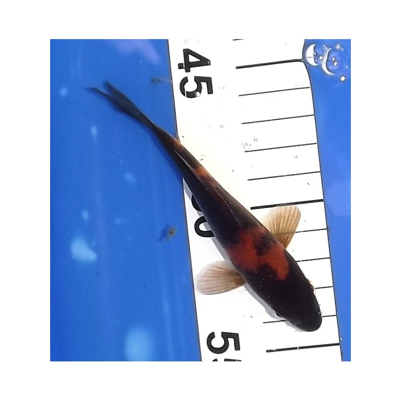 Tosaï : Hi Utsuri éleveur Marusei