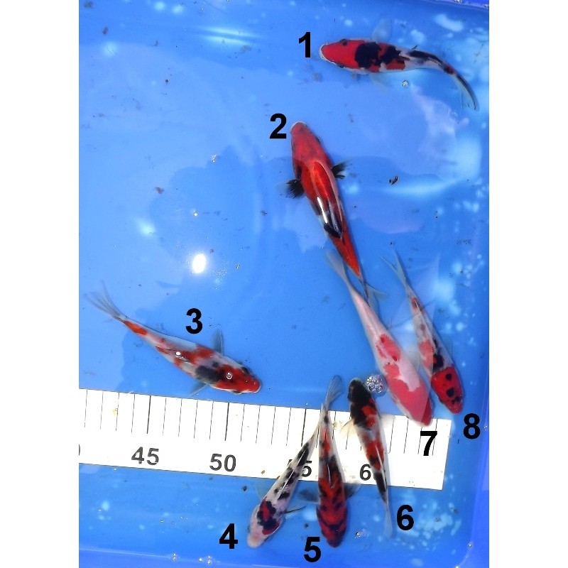 Tosaï : Showa, Sanke & Kohaku éleveur Marusei Hirasawa