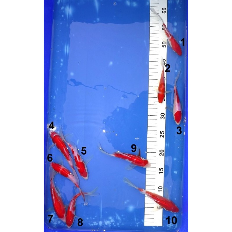 Tosaï : Kohaku voile n° 1-10 éleveur Suda