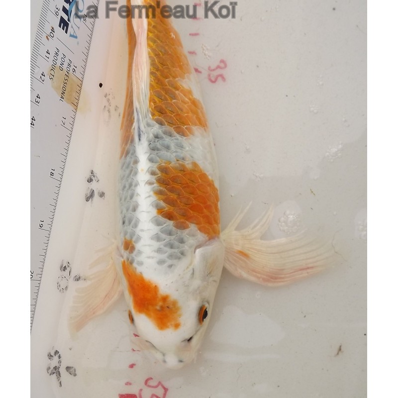 Kujaku voile 30-35 cm