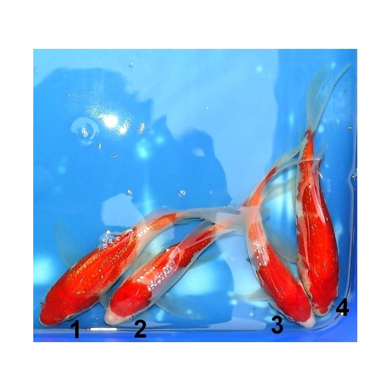 Tosaï : Ginrin Kohaku voile n°1-4 éleveur Suda