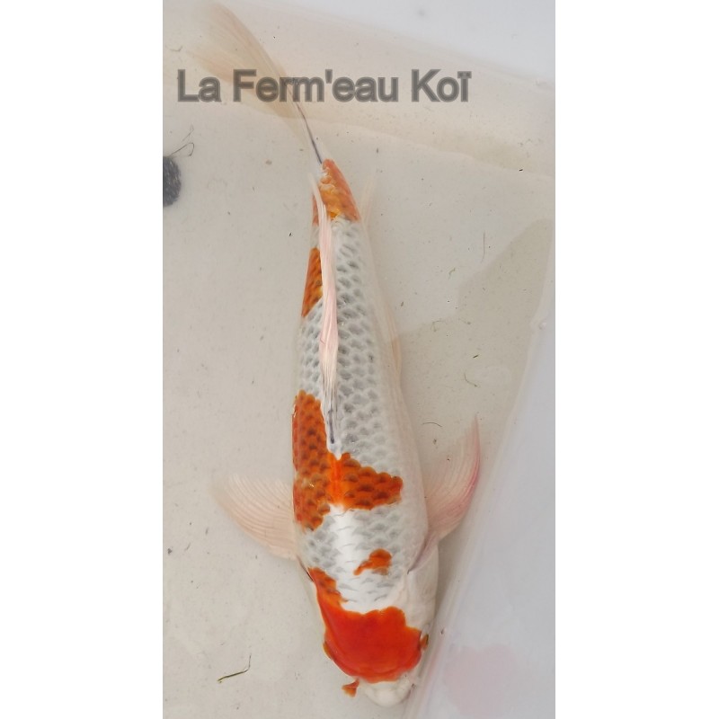 Kujaku voile 30-35 cm male