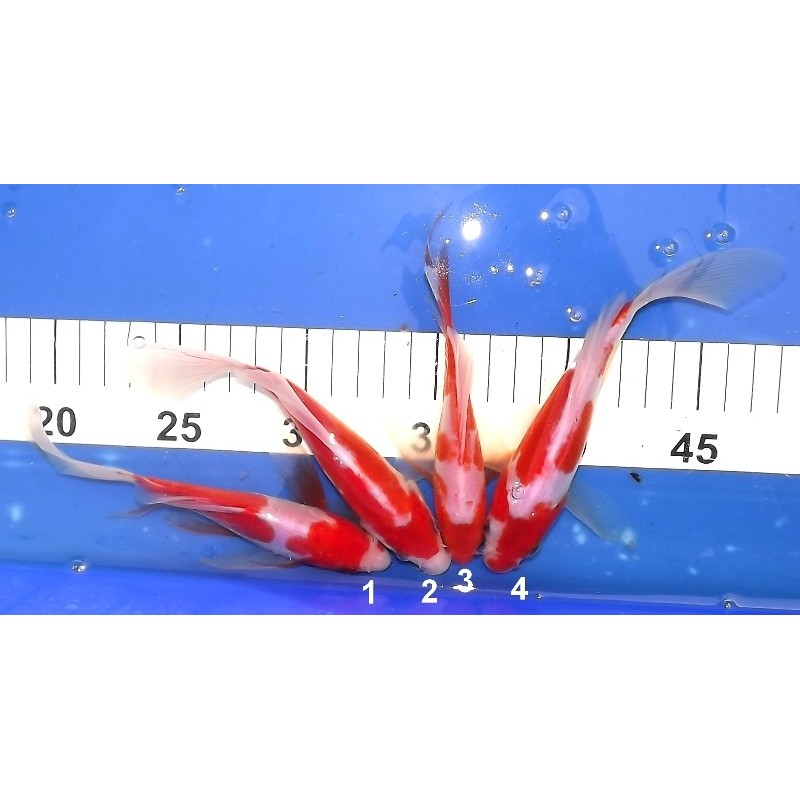 Tosaï : Kosui / Doitsu Kohaku voile n° 1-4 éleveur Suda