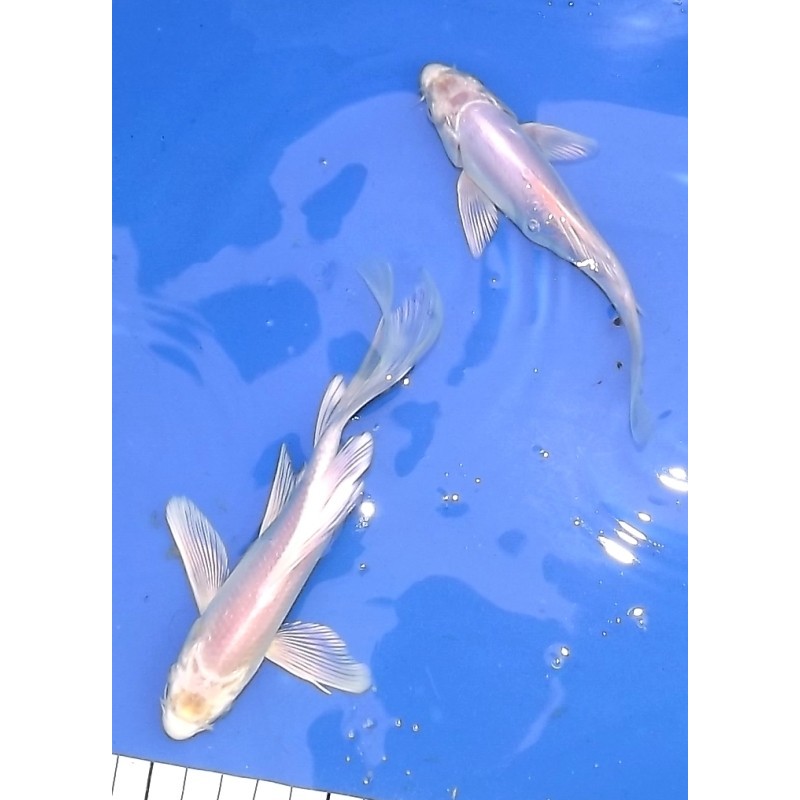 Tosaï : Platinum et Doitsu Platinum voile éleveur Suda