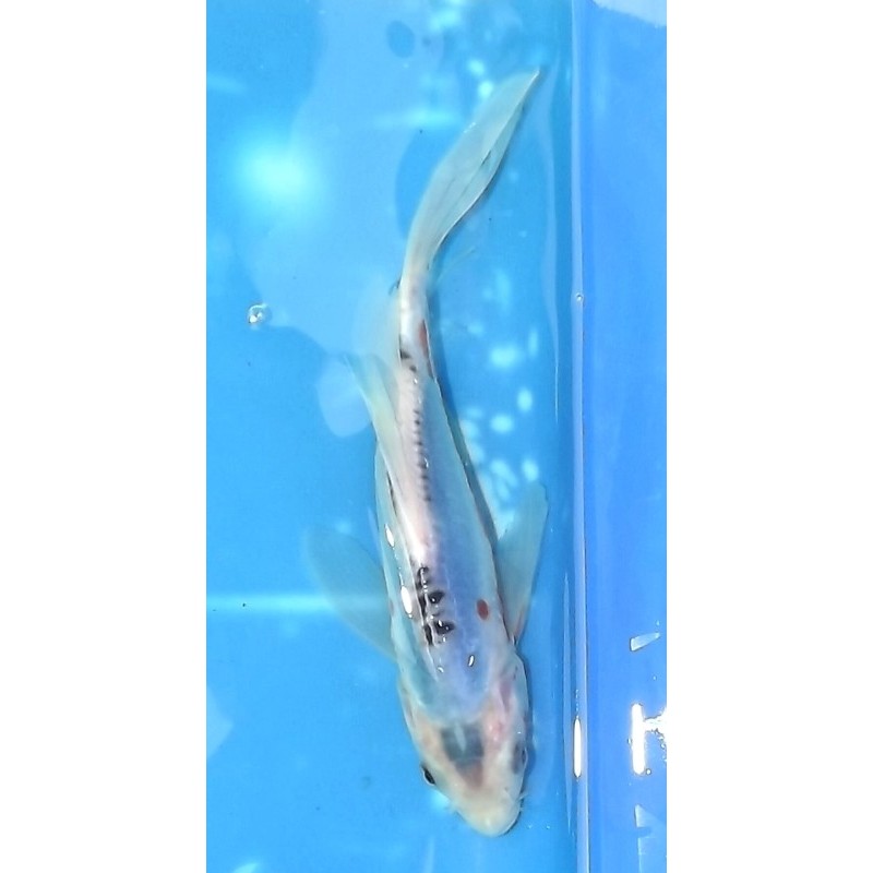 Tosaï : Shusui voile éleveur Suda