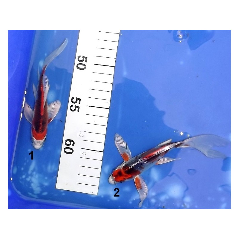 Tosaï : Kujaku voile éleveur Suda