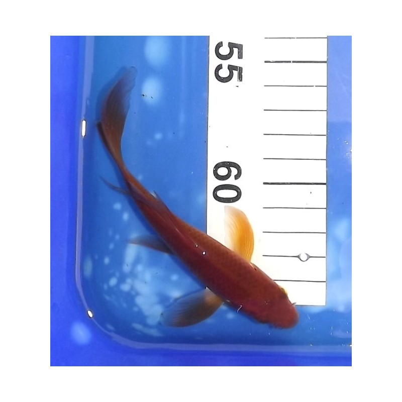 Tosaï : Chagoï voile éleveur Suda