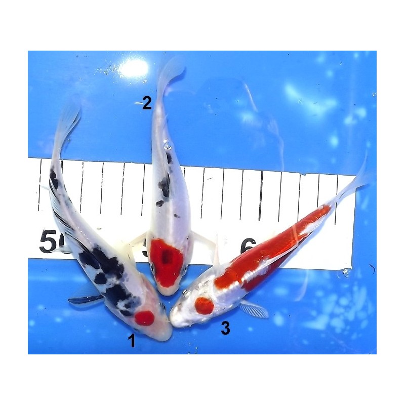 Tosaï : Tancho et Maruten éleveur Aoki