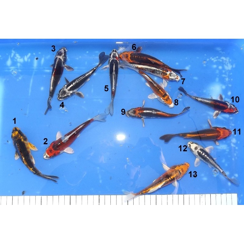 Tosaï : Kikokuryu (Kin, Beni, ...) éleveur Aoki