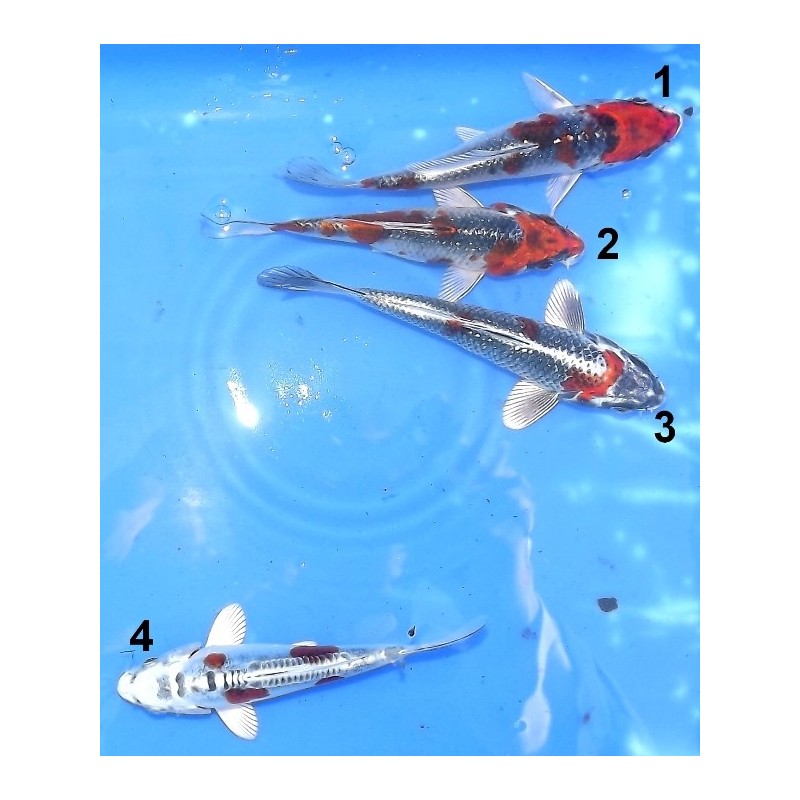 Tosaï : Goshiki Kujaku/ Kujaku / Doitsu Kujaku éleveur Aoki