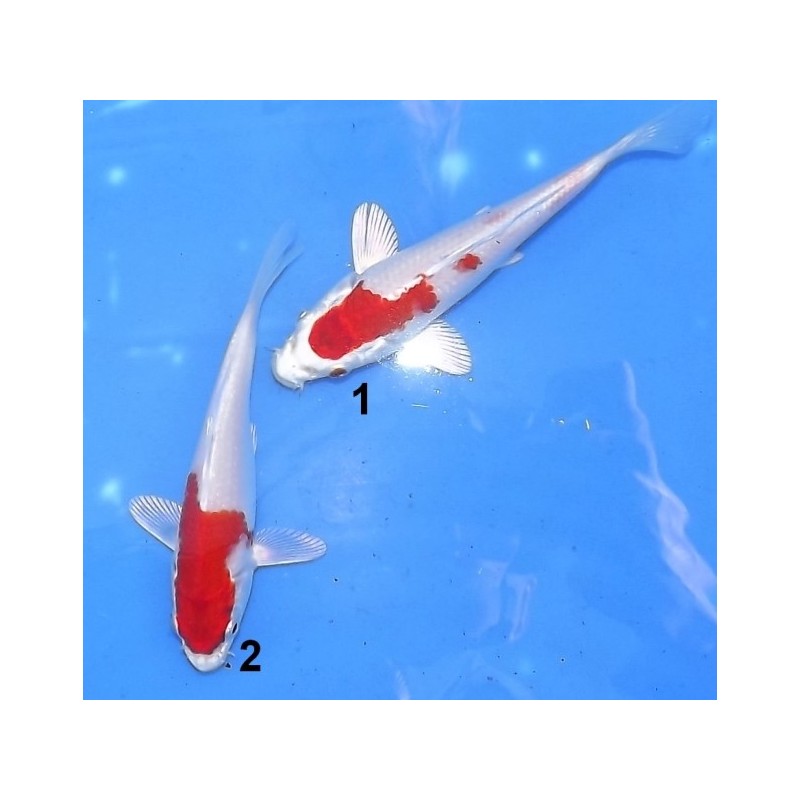 Tosaï : Sakura Kohaku éleveur Aoki