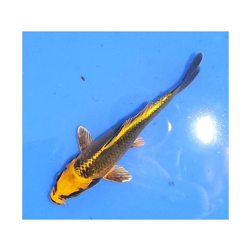 Tosaï : Ki Matsuba éleveur Aoki