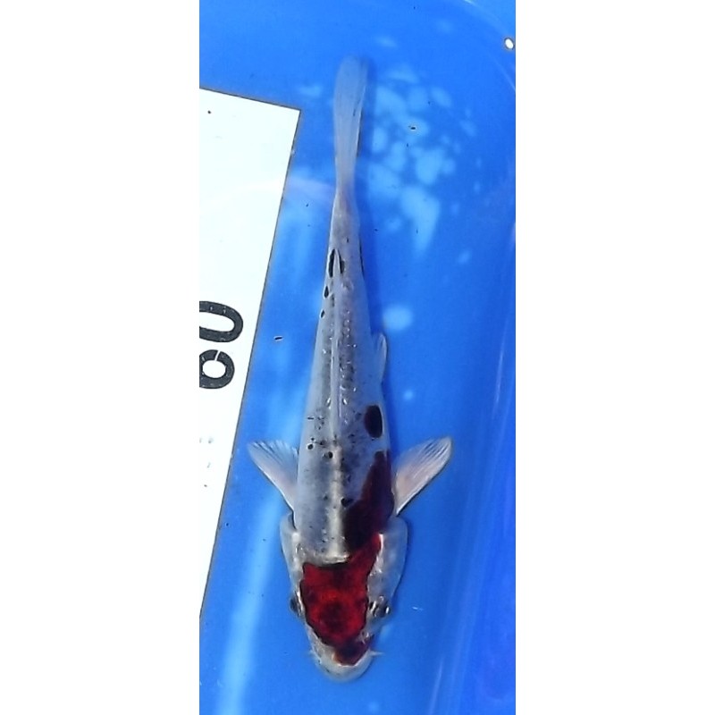 Tosaï : Doitsu Goromo éleveur Aoki