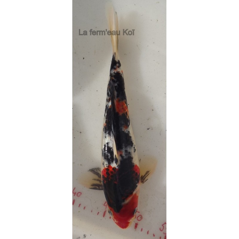 Goromo showa 30-35 cm