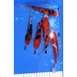 Tosaï 15-18cm : Doitsu Sanke éleveur Ikarashi Ozumi