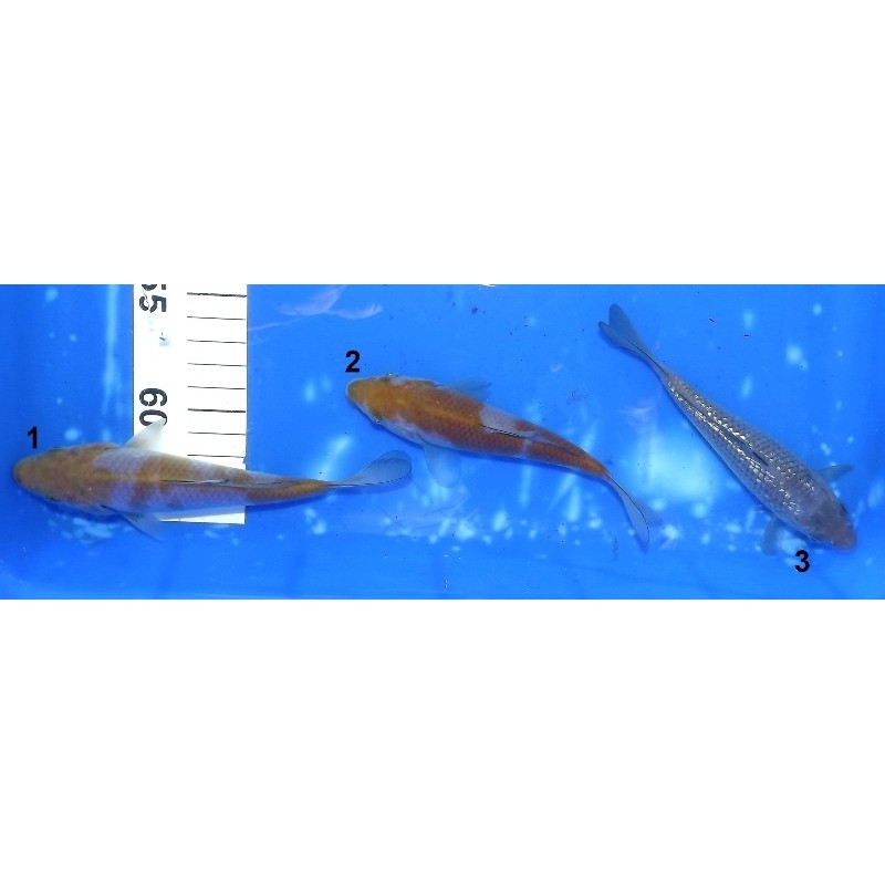 Tosaï 15-18cm : Ochiba & Ginrin Ochiba éleveur Ikarashi Ozumi