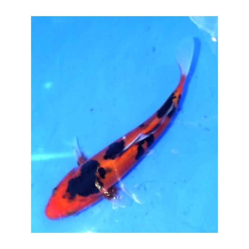 Tosaï 15-18cm : Doitsu Hi Sanke éleveur Ikarashi Ozumi