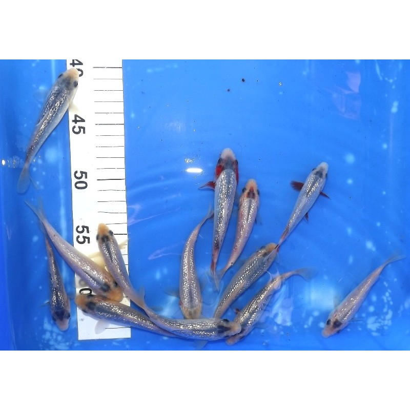 Tosaï 10-15 cm : Ginrin Asagi éleveur Ikarashi Ozumi