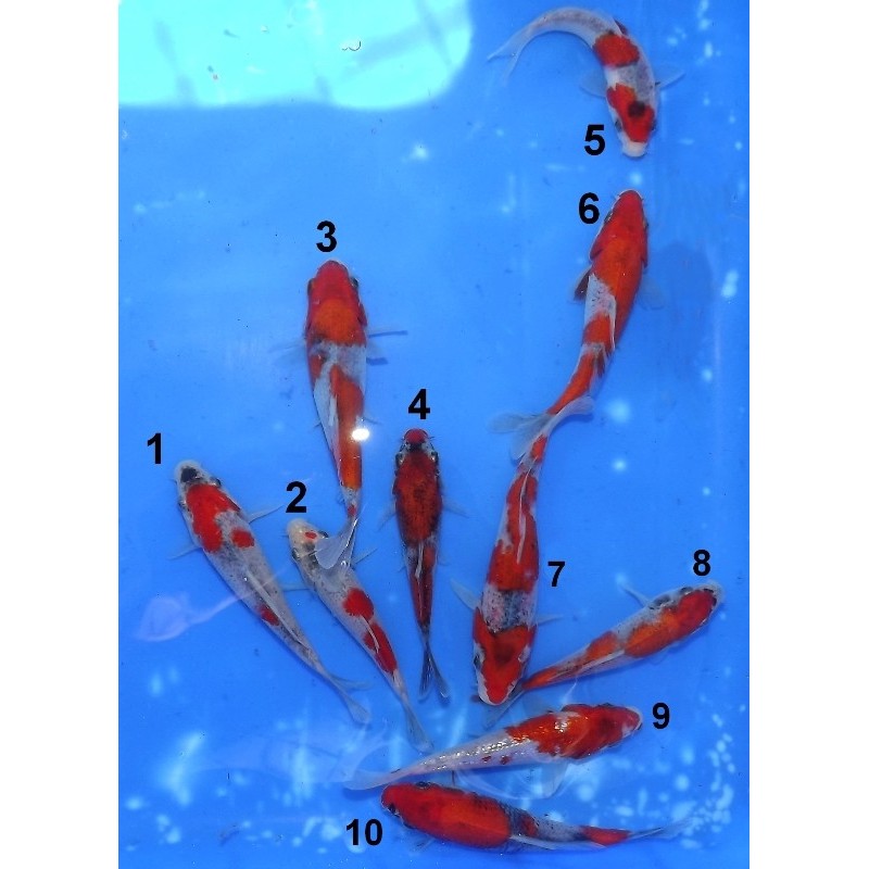 Tosaï 10-15 cm : Goshiki & Ginrin Goshiki éleveur Ikarashi Ozumi