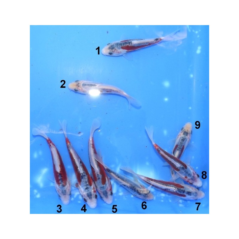 Tosaï 10-15 cm : Shusui éleveur Ikarashi Ozumi