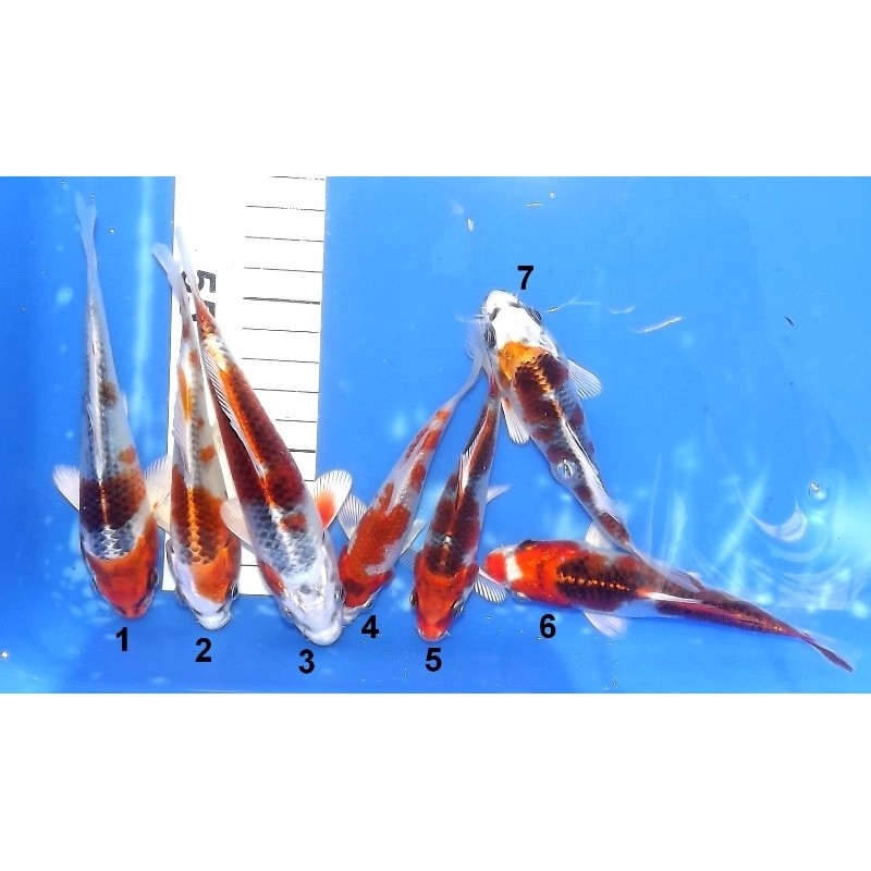 Tosaï 10-15 cm : reste Goromo n°4 (et Kujaku) éleveur Ikarashi Ozumi