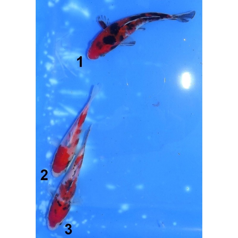 Tosaï 10-15 cm : Sanke éleveur Ikarashi Ozumi