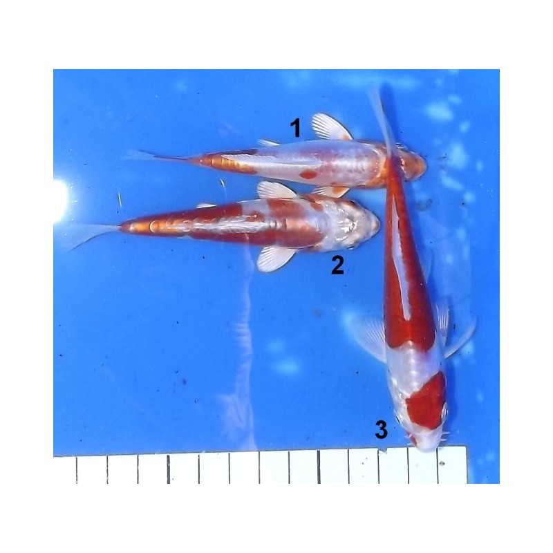 Tosaï 10-15 cm : Kikusui éleveur Ikarashi Ozumi