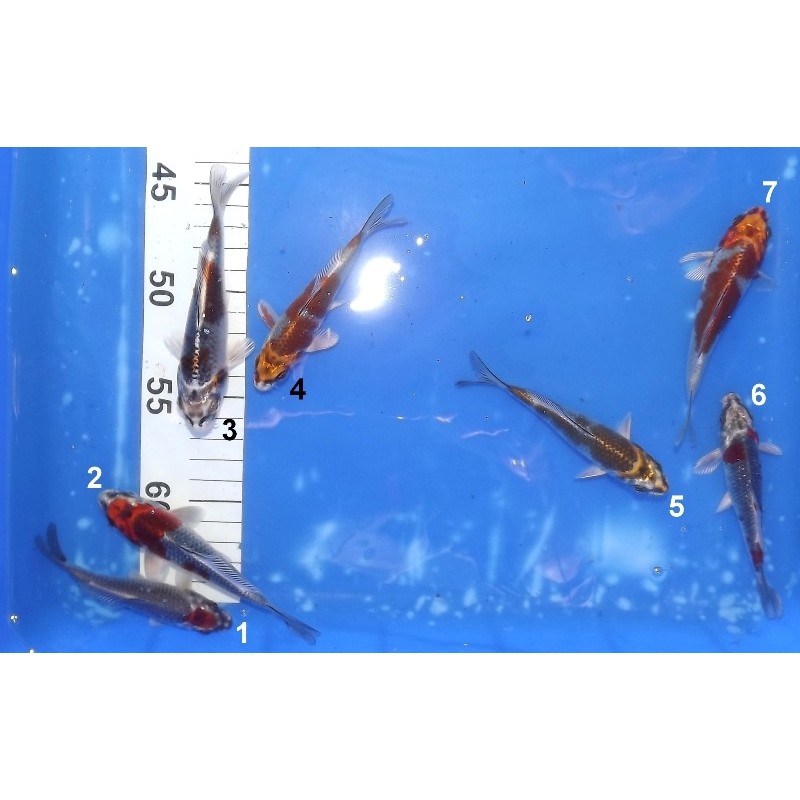 Tosaï 10-15 cm : Kogane Ochiba/Kirin/Kawari Goshiki / Goshiki Kujaku éleveur Ikarashi Ozumi