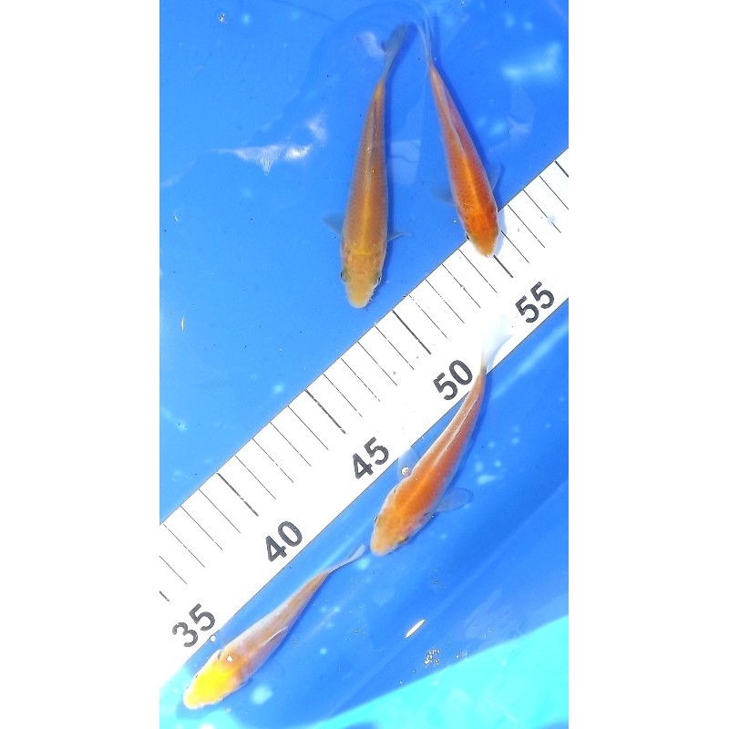 Tosaï 10-15 cm : Kogane Ochiba et Karashigoï éleveur Ikarashi Ozumi