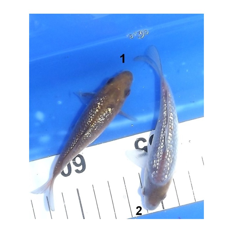 Tosaï 10-15cm : Ginrin Chagoï & Ginrin Ochiba éleveur Ikarashi Ozumi