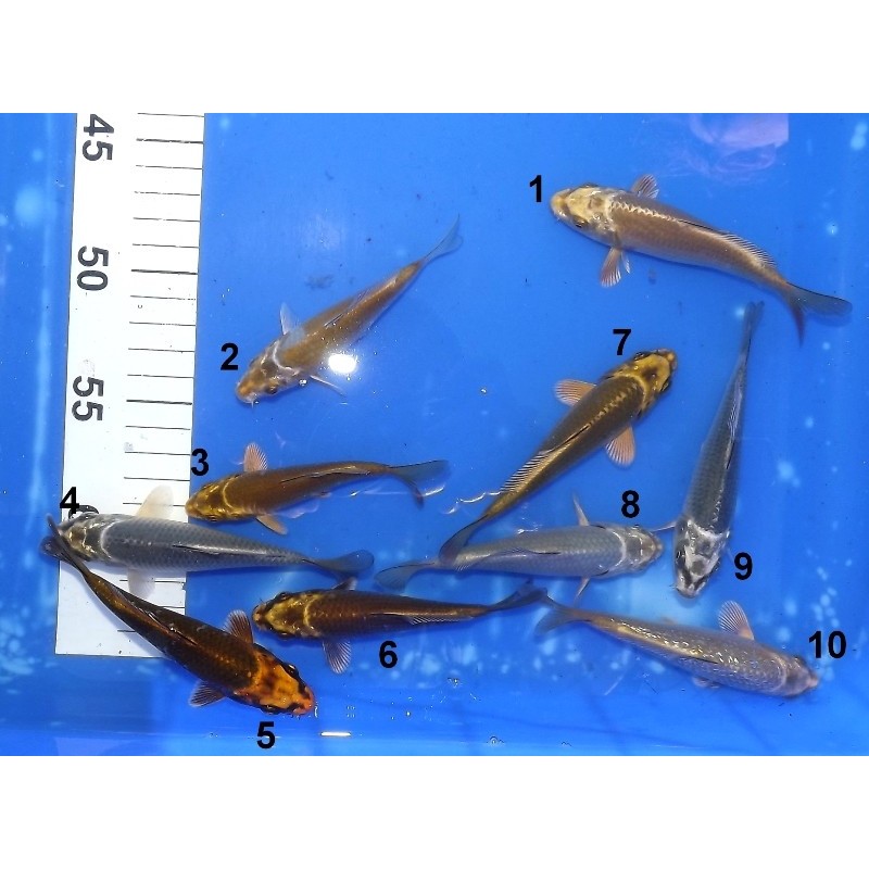 Tosaï 10-15 cm : Matsuba & Mukashi & Ginrin Mukashi éleveur Ikarashi Ozumi