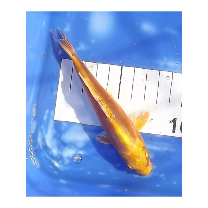 Tosaï 10-15 cm : Doitsu Yamabuki éleveur Ikarashi Ozumi