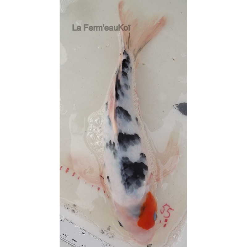 tancho sanke voile 35-40 cm