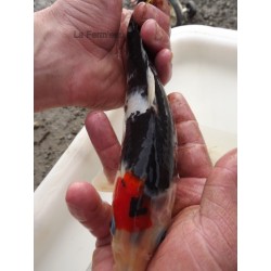 Tancho Showa 20-25 cm