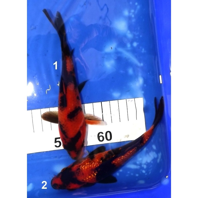 Tosaï 15-20 cm : Hi Utsuri & Ginrin Hi Utsuri éleveur Miyatora (majorité 18-20cm)