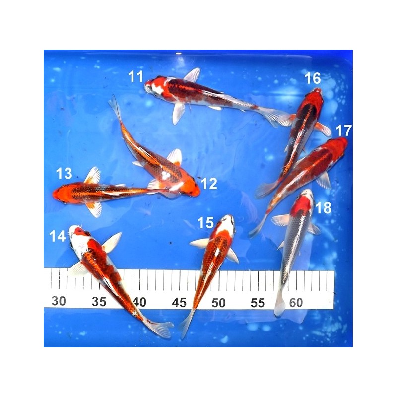 Tosaï 15-20 cm : Kujaku n°11-18 éleveur Miyatora (majorité 18-20cm)