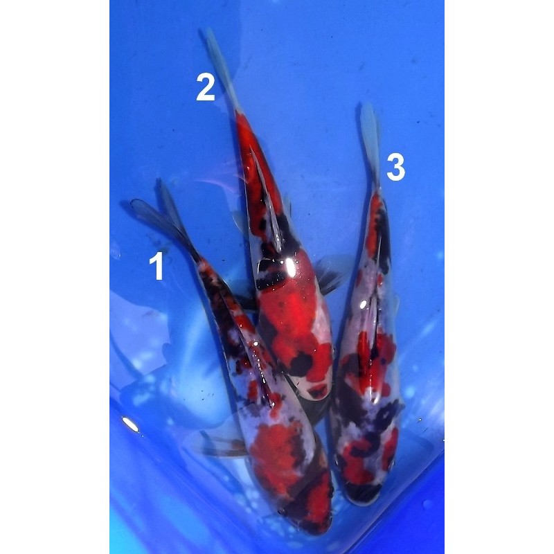 Tosaï 15-20 cm : Doitsu Showa éleveur Miyatora (majorité 18-20cm)