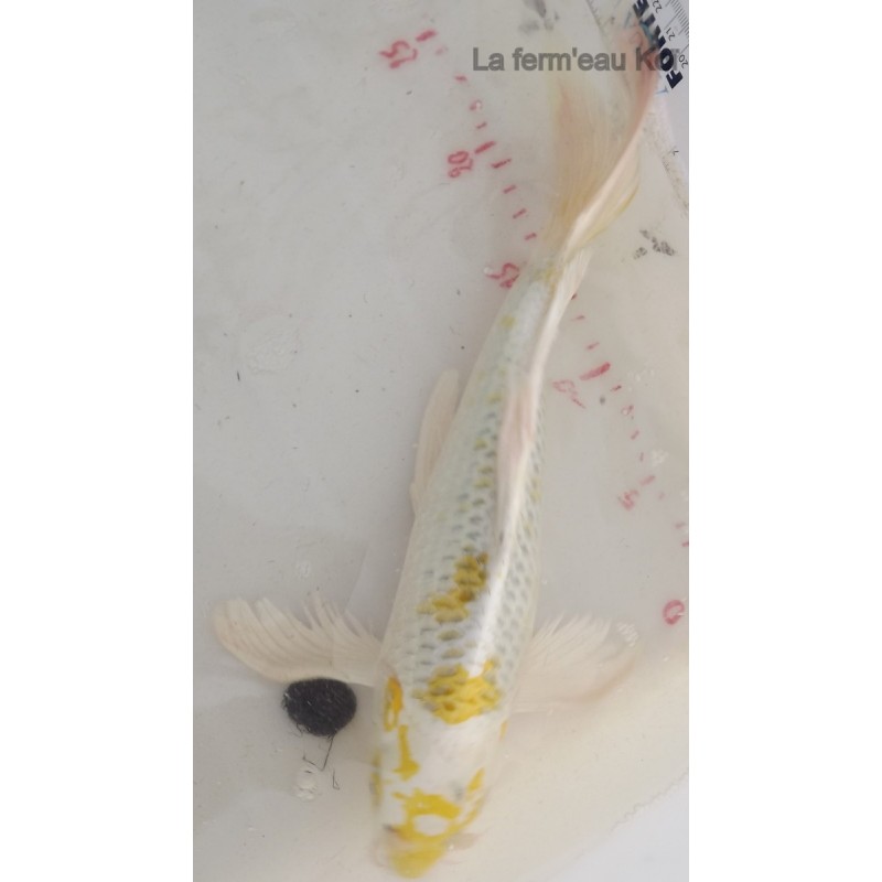 kujaku (yamabuki) voile 31 cm