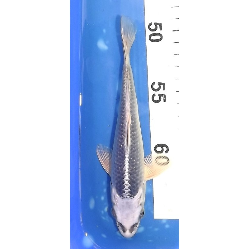 Tosaï 15-20 cm : Gin Matsuba éleveur Miyatora (majorité 18-20cm)