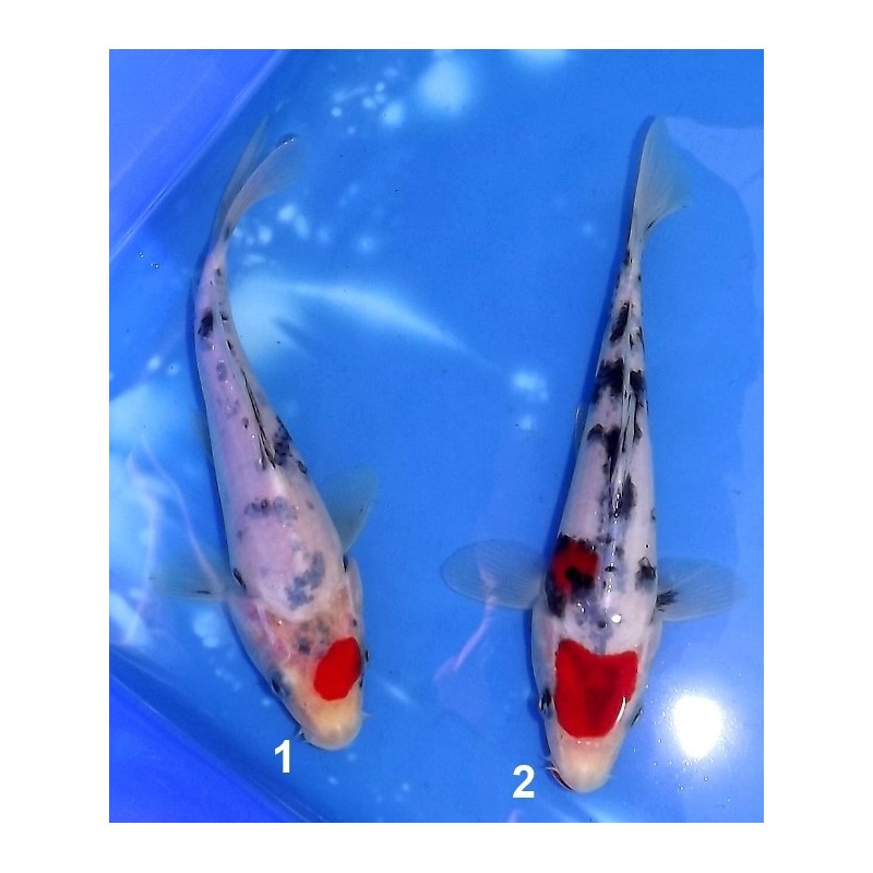 Tosaï 15-20 cm : Tancho Sanke & Maruten Sanke éleveur Miyatora (majorité 18-20cm)
