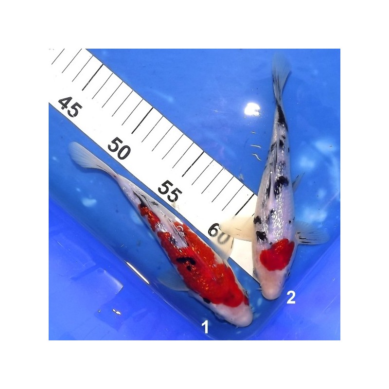 Tosaï 15-20 cm : Ginrin Sanke éleveur Miyatora (majorité 18-20cm)