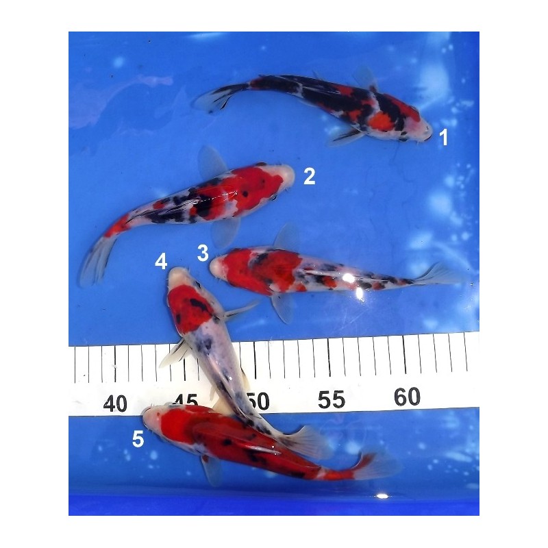 Tosaï 15-20 cm : Sanke / Showa éleveur Miyatora (majorité 18-20cm)