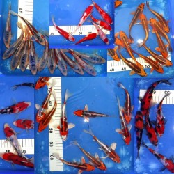 Tosaï 15-20 cm : éleveur Miyatora