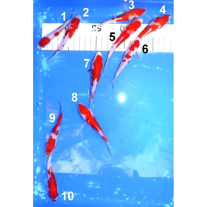 Kawakami : Doitsu Kohaku