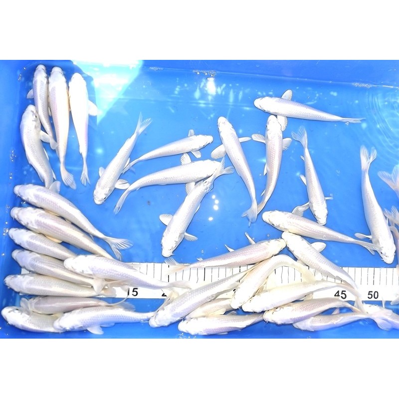 Tosaï 15-20 cm : Platinum éleveur Marujyu